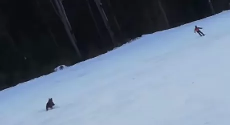 VIDEO - Orso insegue sciatore in pista a Clabucet Predeal, Romania